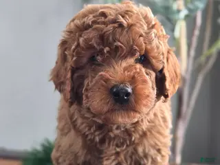 Mini Goldendoodle dogs Ginger - Ad 8