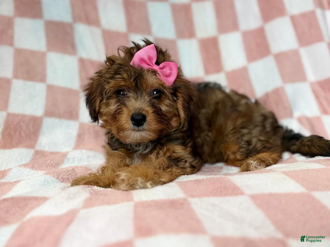 Yorkiepoo dogs for sale: Bailey - Ad 2