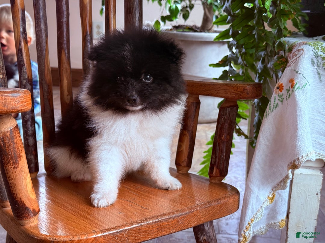 Pomeranian dogs for sale: Kermit - Ad 5