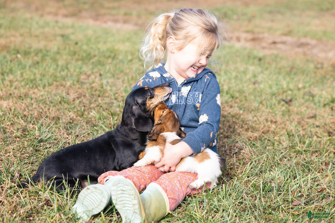 Miniature Dachshund dogs for sale: Mitzi - Ad 10