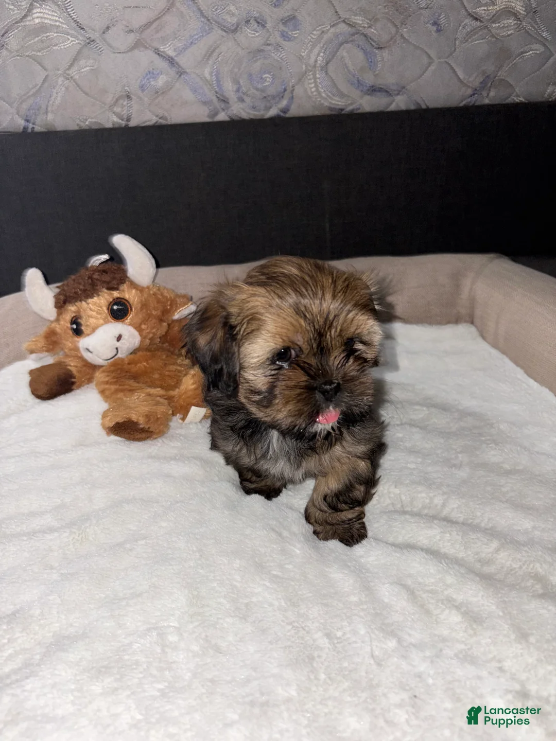 Shih Tzu dogs for sale: Shih Tzu Puppy 2 - Ad 3