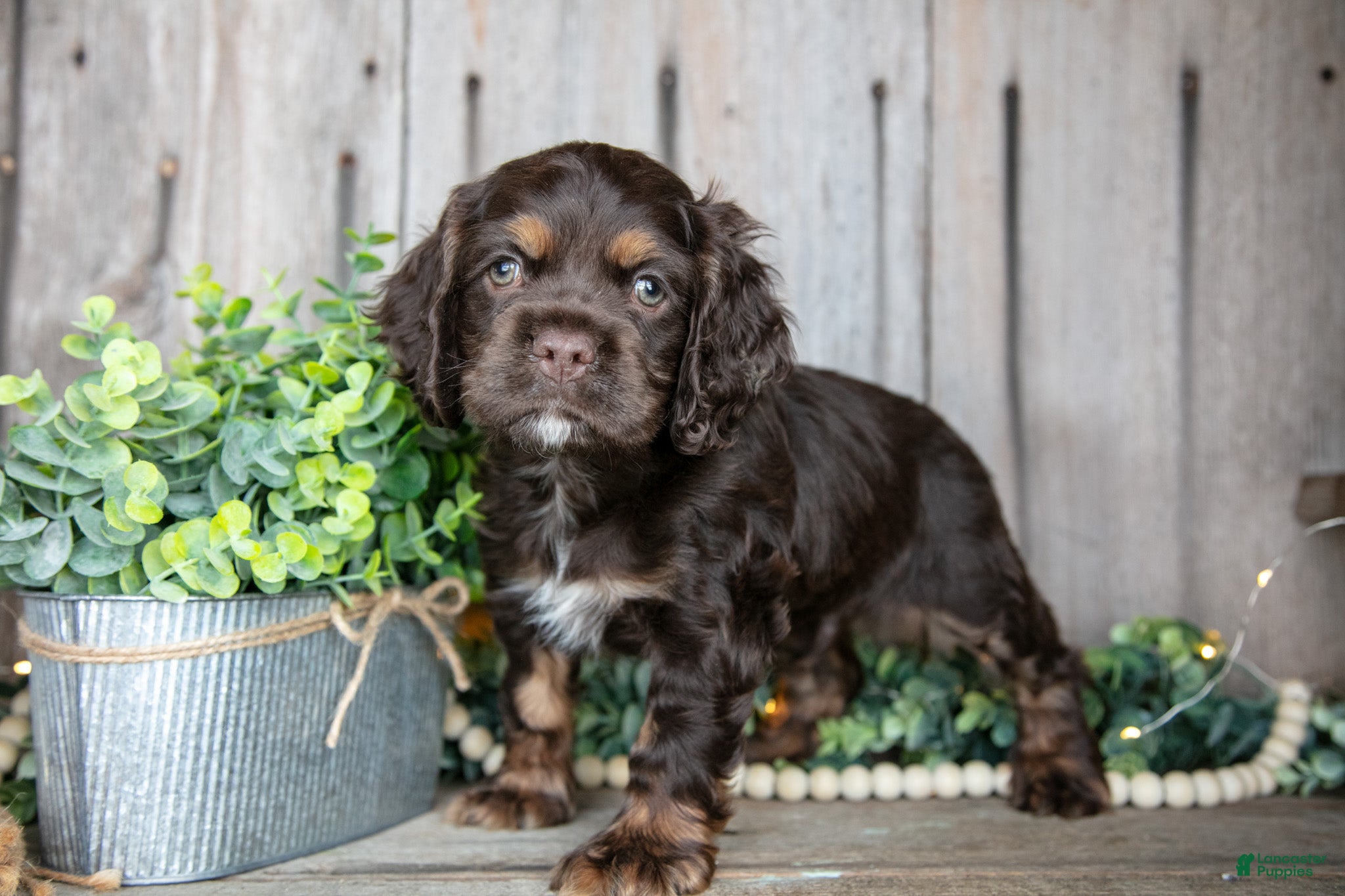 Cocker Spaniel dogs Bobo - Ad 1