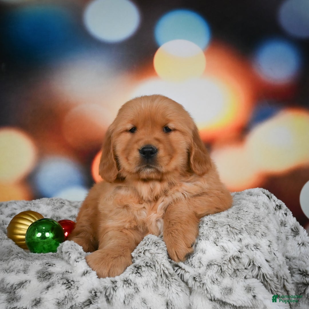 Golden Retriever dogs for sale: Mia - Ad 9