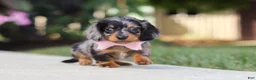 Miniature Dachshund dogs for sale: Cora - Ad 13