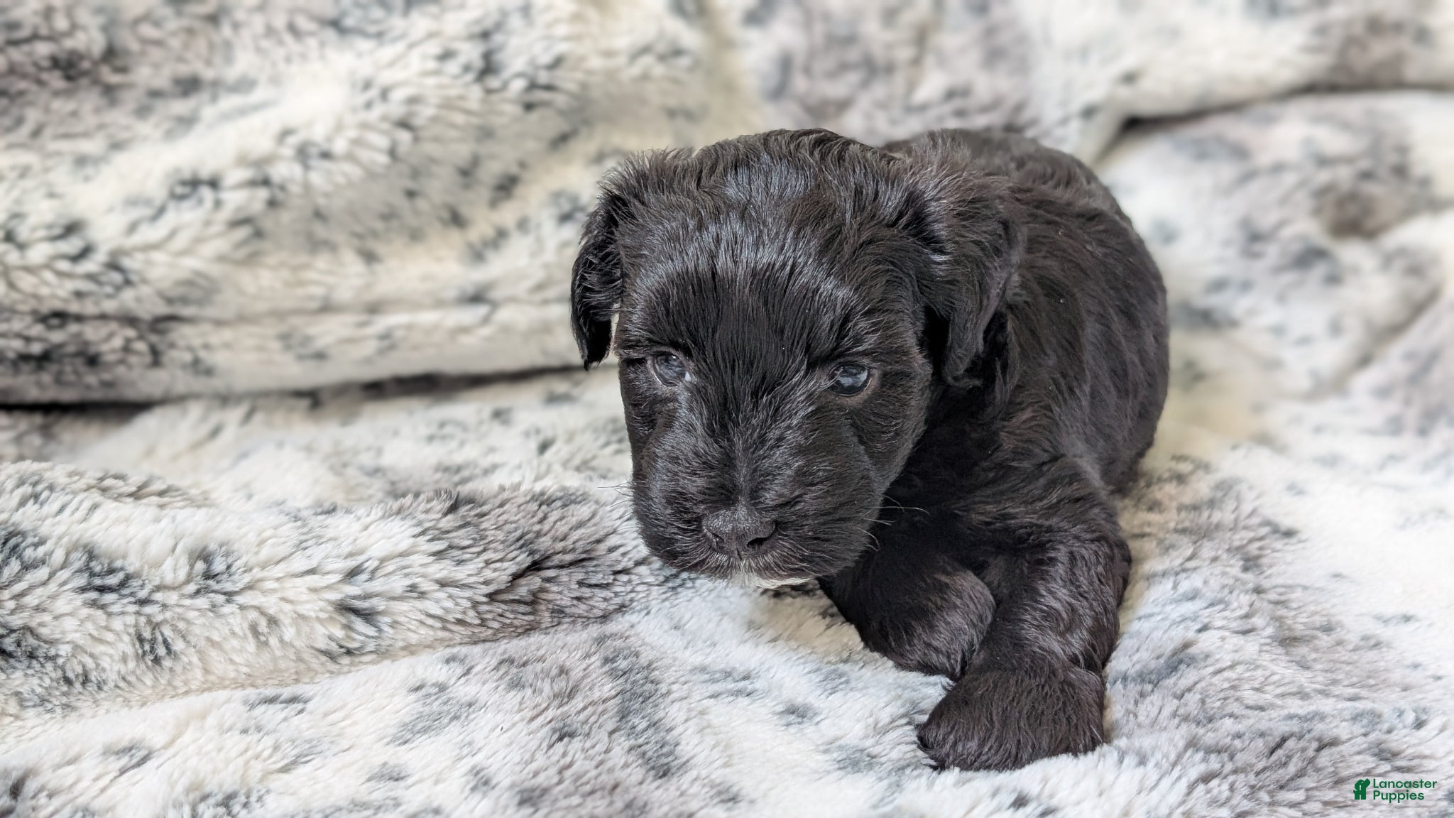 Miniature Schnauzer dogs Oreo - F - Ad 6