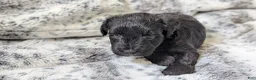 Miniature Schnauzer dogs for sale: Oreo - F - Ad 1