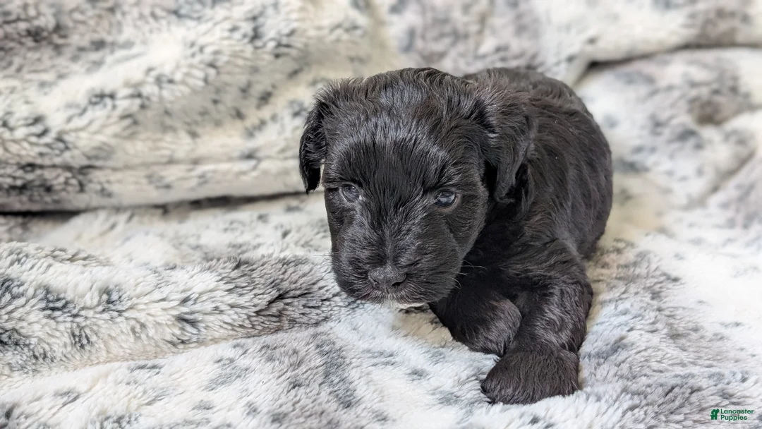Miniature Schnauzer dogs for sale: Oreo - F - Ad 1