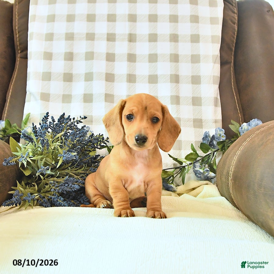 Miniature Dachshund dogs River - Ad 2