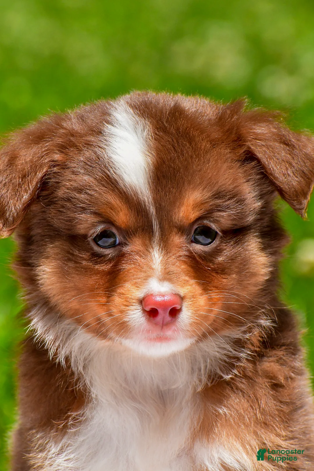 Miniature Australian Shepherd dogs for sale: Fallon - Ad 1