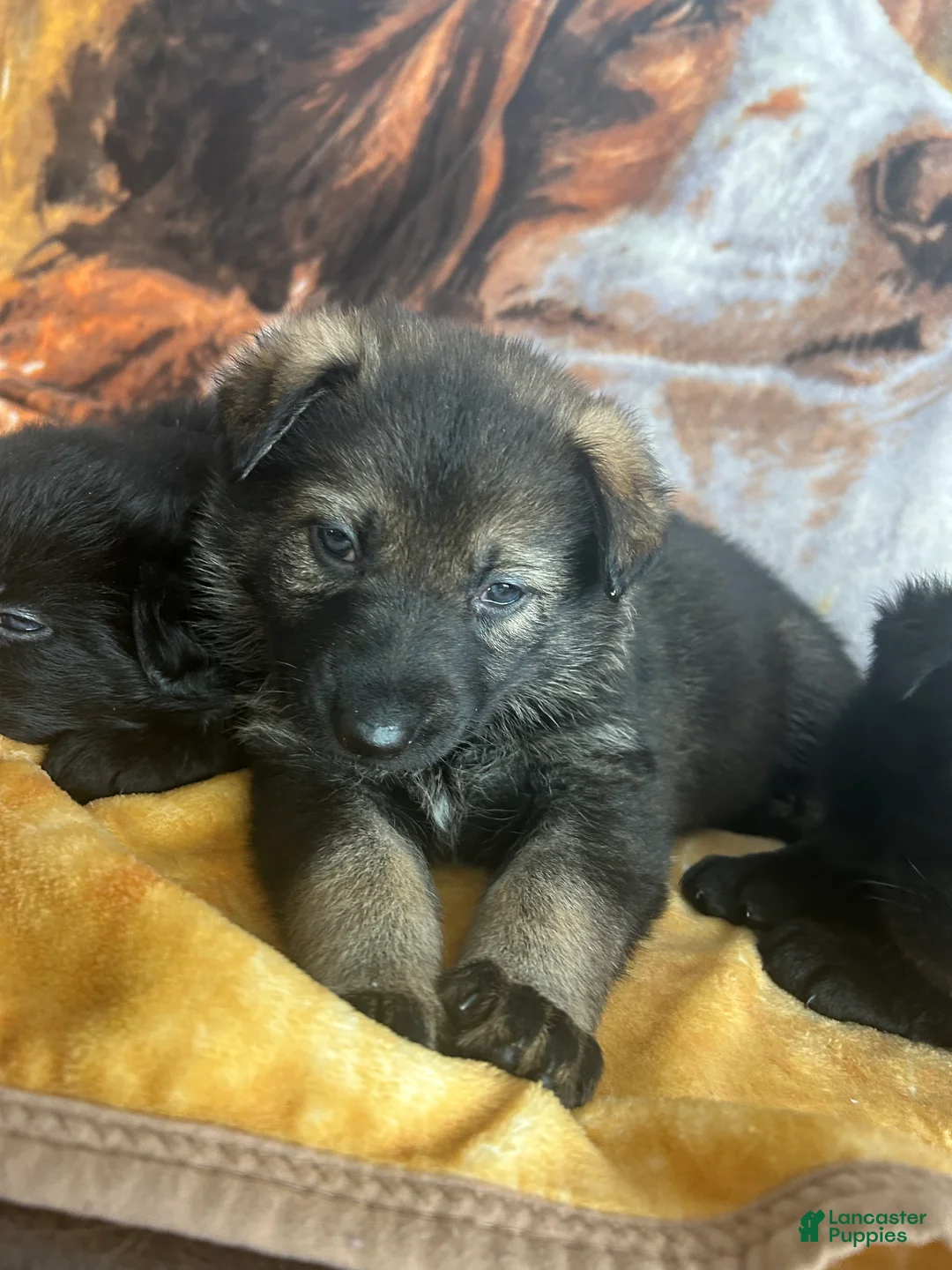 German Shepherd dogs for sale: Willow/Cody Teal - Ad 18