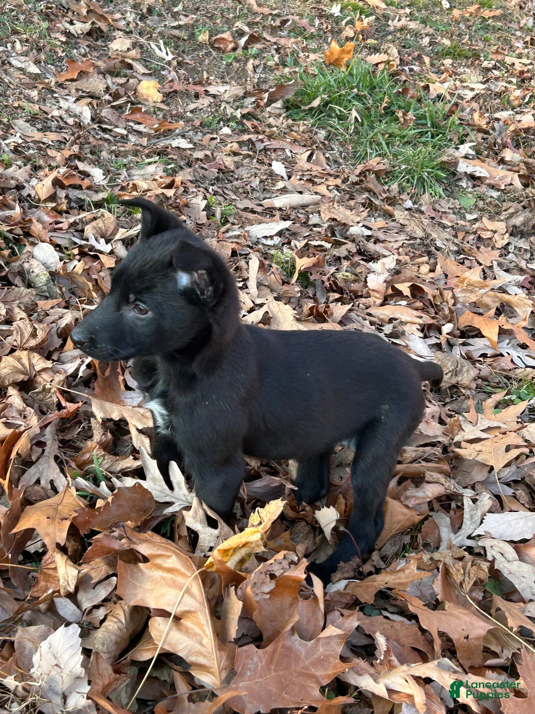 Belgian Malinois dogs for sale: Laylah - Ad 2