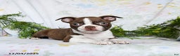Boston Terrier dogs for sale: Bobby - Ad 5