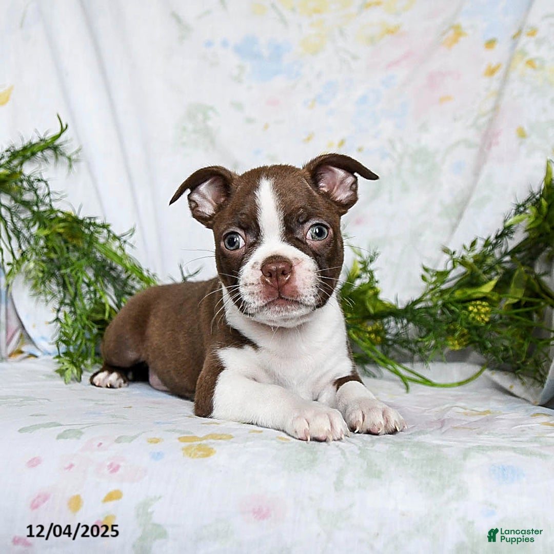 Boston Terrier dogs for sale: Bobby - Ad 5