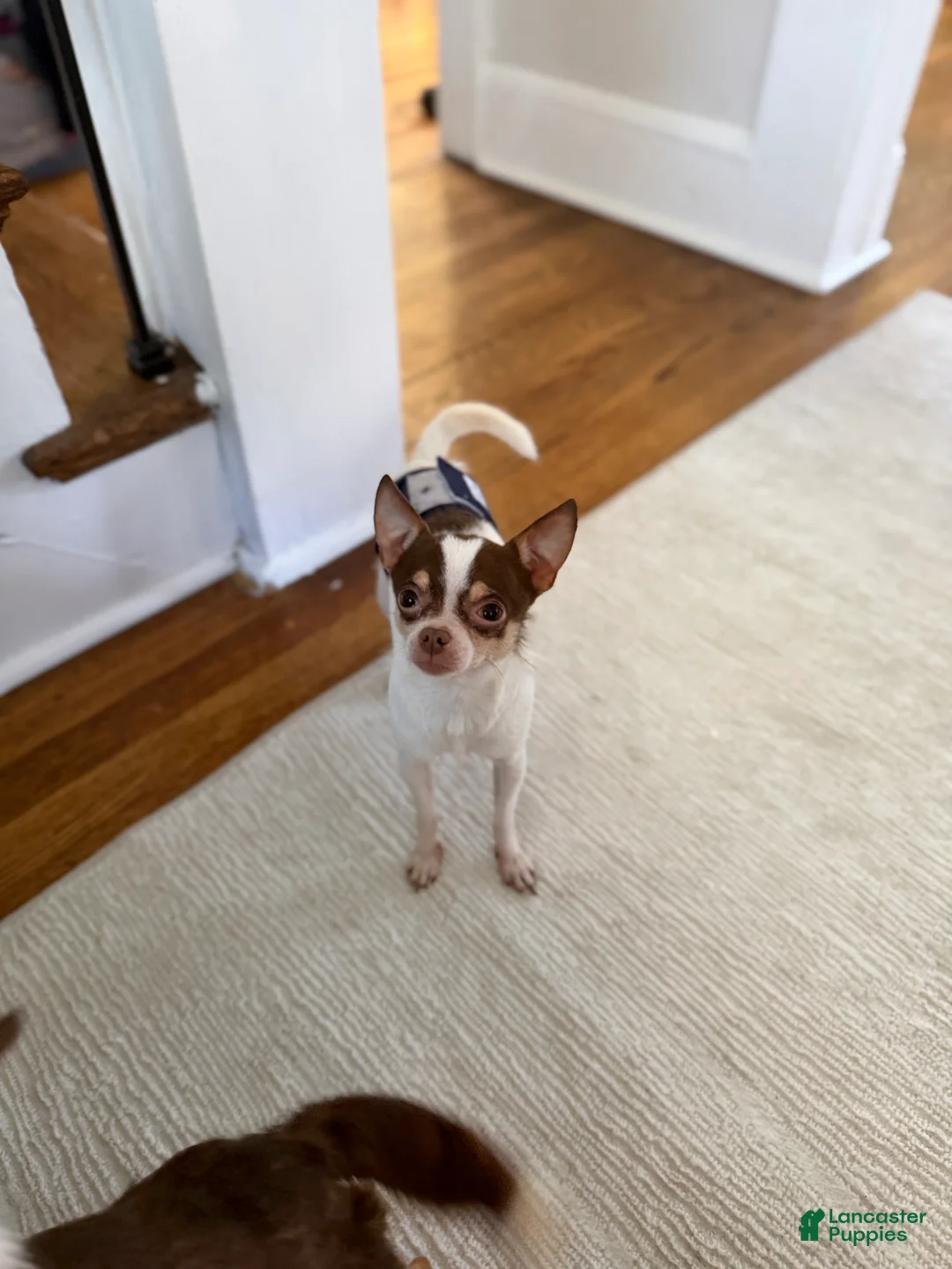 Chihuahua dogs for sale: Peanut CKC registered 4lbs - Ad 1