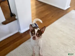 Chihuahua dogs for sale: Peanut CKC registered 4lbs - Ad 2