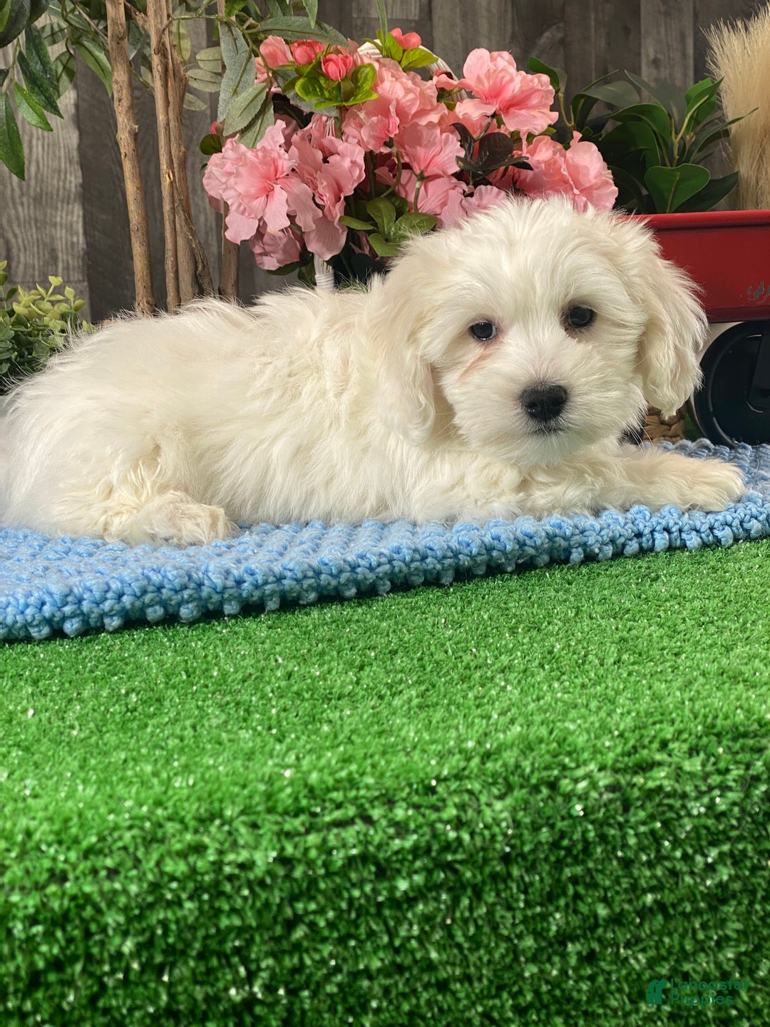 Coton De Tulear dogs for sale: Cole - Ad 3