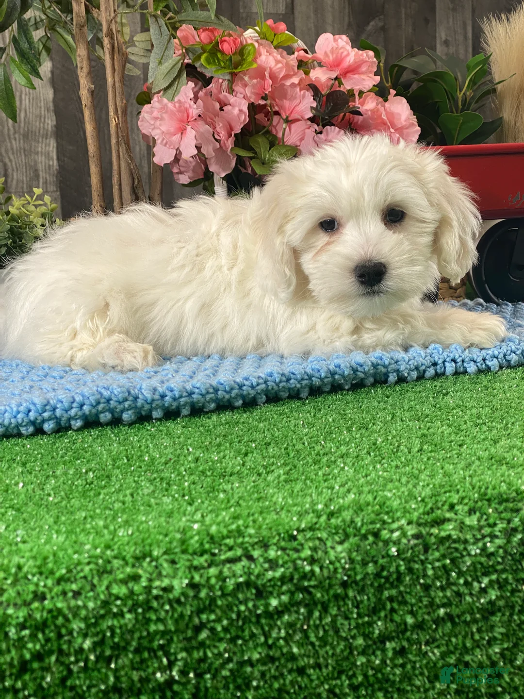 Coton De Tulear dogs for sale: Cole - Ad 3