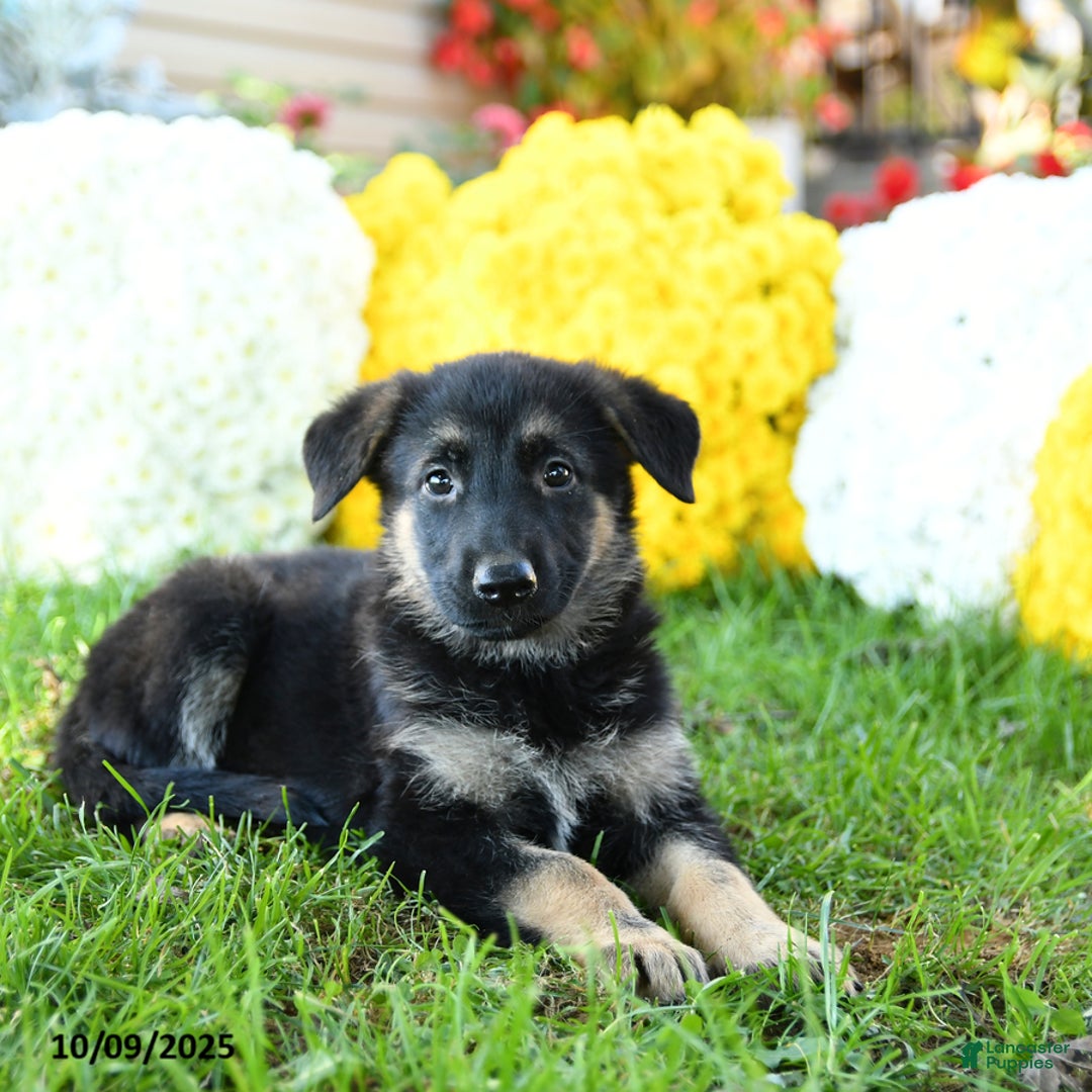 German Shepherd dogs for sale: Royal - Ad 5