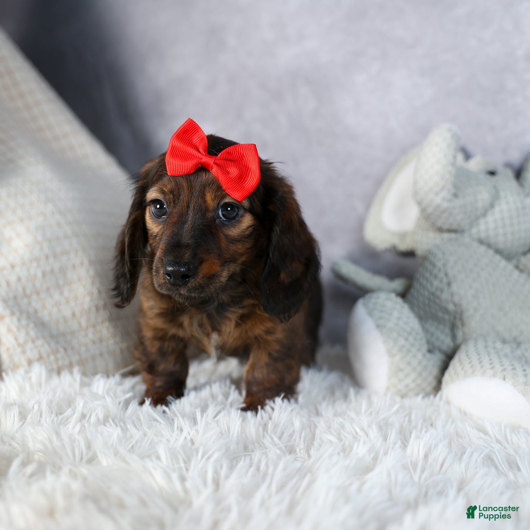 Miniature Dachshund dogs for sale: Felix - Ad 11