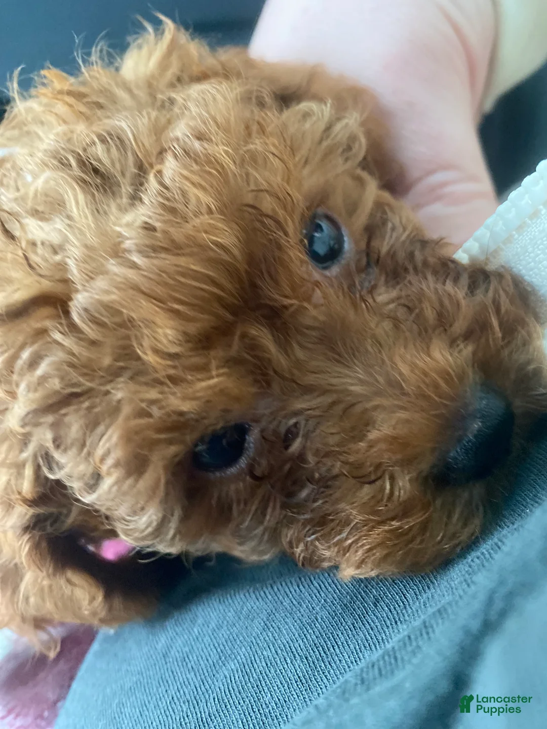 Toy Poodle dogs for sale: Daisy  - Ad 3