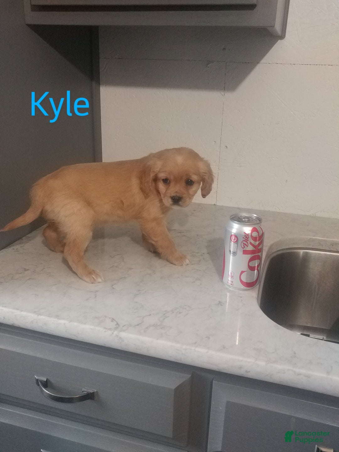 Mixed Breed dogs for sale: Kyle - Ad 2