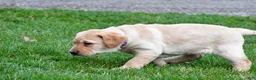 Labrador Retriever dogs for sale: Beth - Ad 9