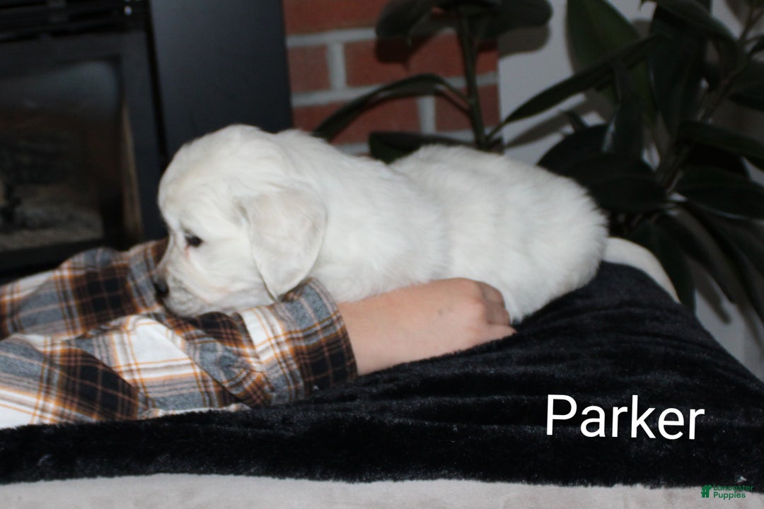 Golden Retriever dogs for sale: Parker - Ad 3