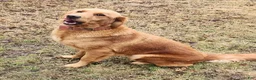 Golden Retriever dogs for sale: buddy - Ad 7