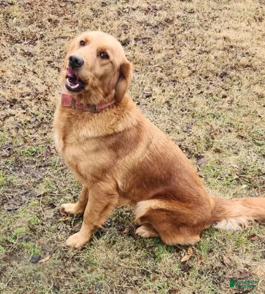 Golden Retriever dogs for sale: buddy - Ad 7