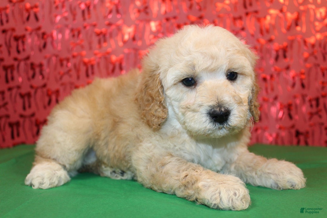 Miniature Poodle dogs for sale: Mr Wilson - Ad 3