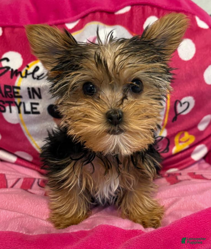 Yorkshire Terrier dogs Rob - Yorkshire Terrier Puppy 1 - Ad 16