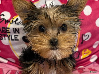 Yorkshire Terrier dogs for sale: Rob - Yorkshire Terrier Puppy 1 - Ad 1