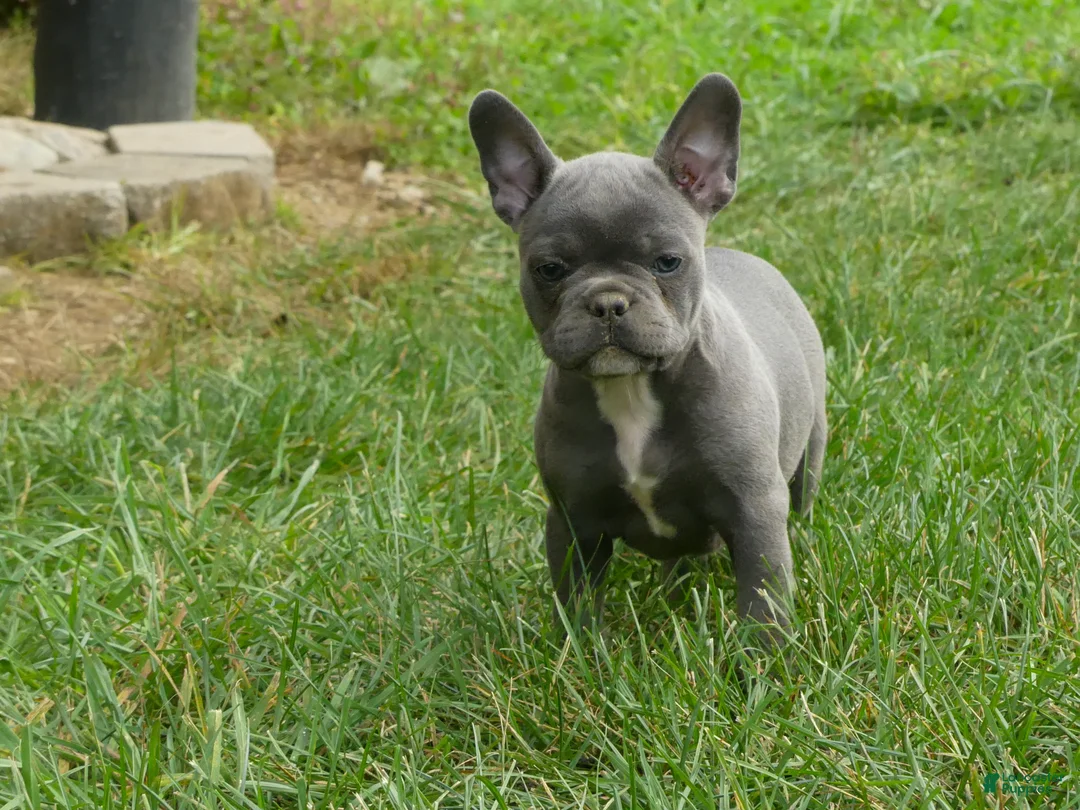 Frenchton dogs for sale: Zonda - Ad 6