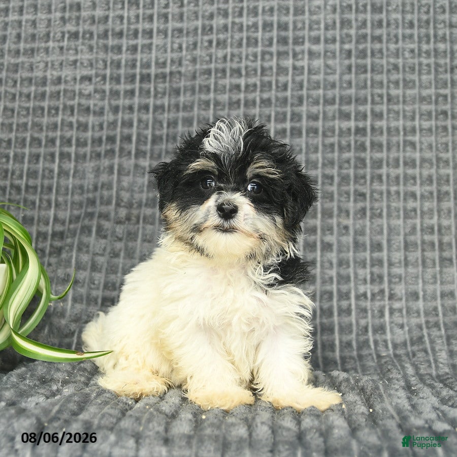 Maltipoo dogs Brooke  - Ad 2