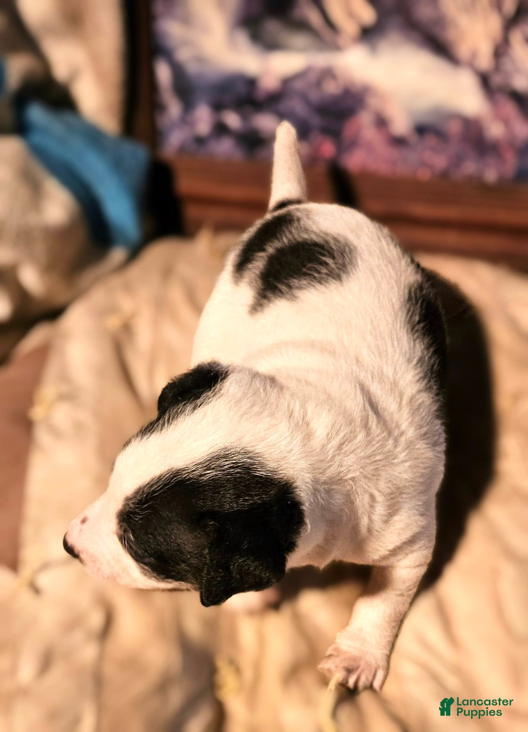 Chihuahua dogs for sale: Rocky - Ad 1