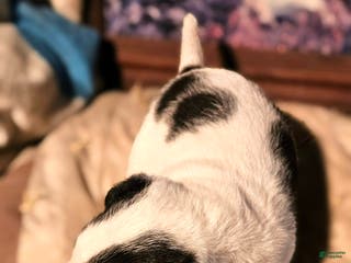 Chihuahua dogs Rocky - Ad 38