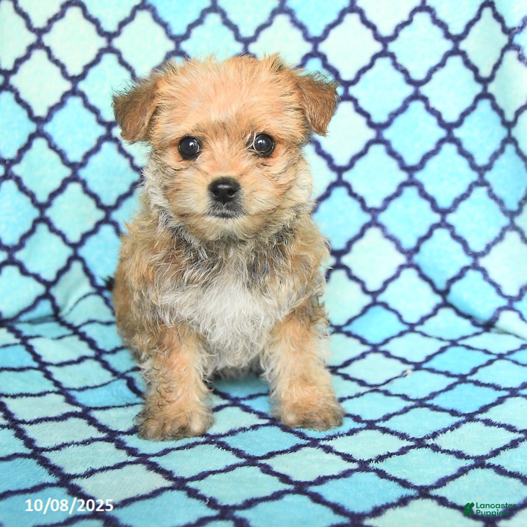 Mixed Breed dogs for sale: Cocopuff - Ad 8