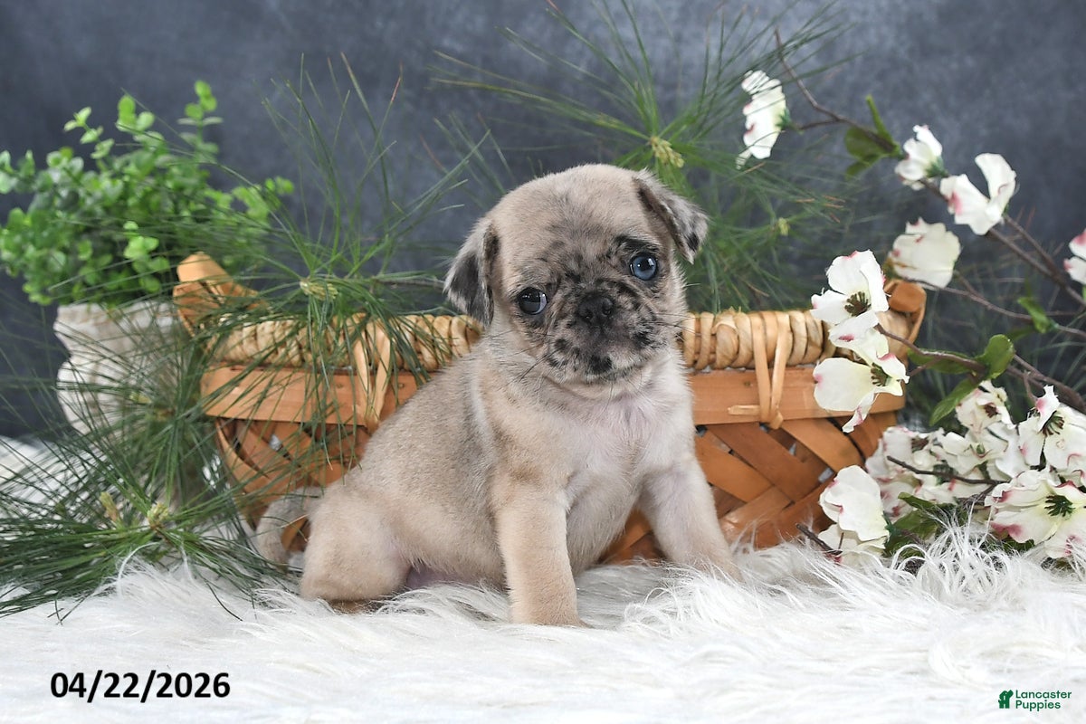 Pug dogs Gus - Ad 1