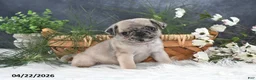 Pug dogs for sale: Gus - Ad 1