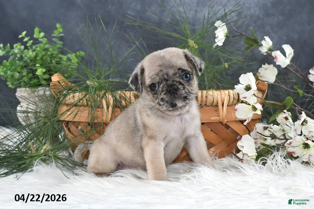 Pug dogs for sale: Gus - Ad 1