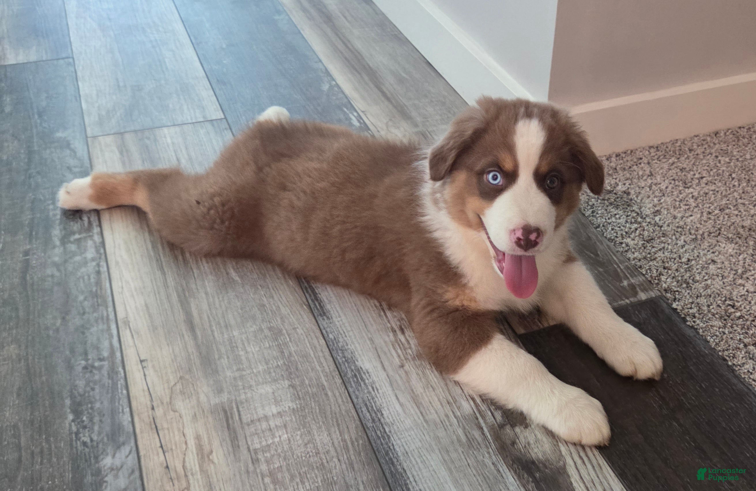 Australian Shepherd dogs Copper Ridge - Ad 2
