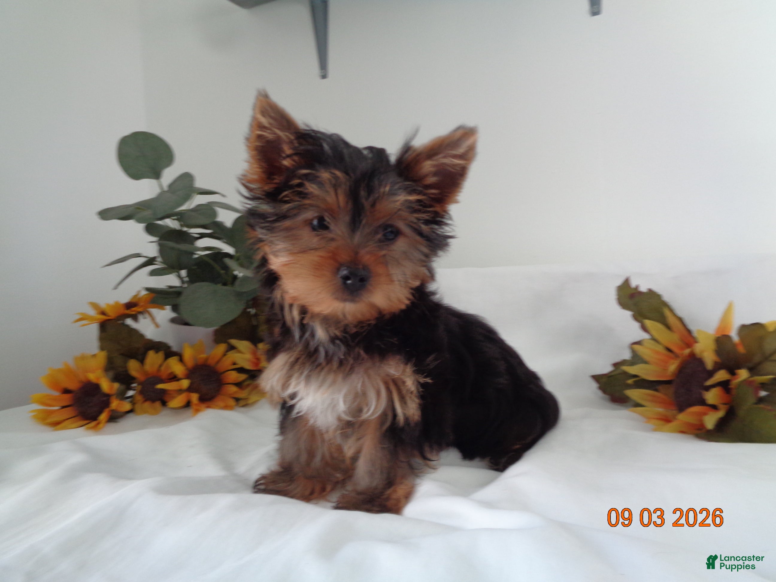 Yorkshire Terrier dogs Teddy   EXTRA SMALL - Ad 1
