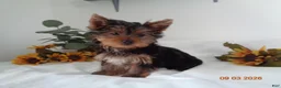Yorkshire Terrier dogs for sale: Teddy   EXTRA SMALL - Ad 1