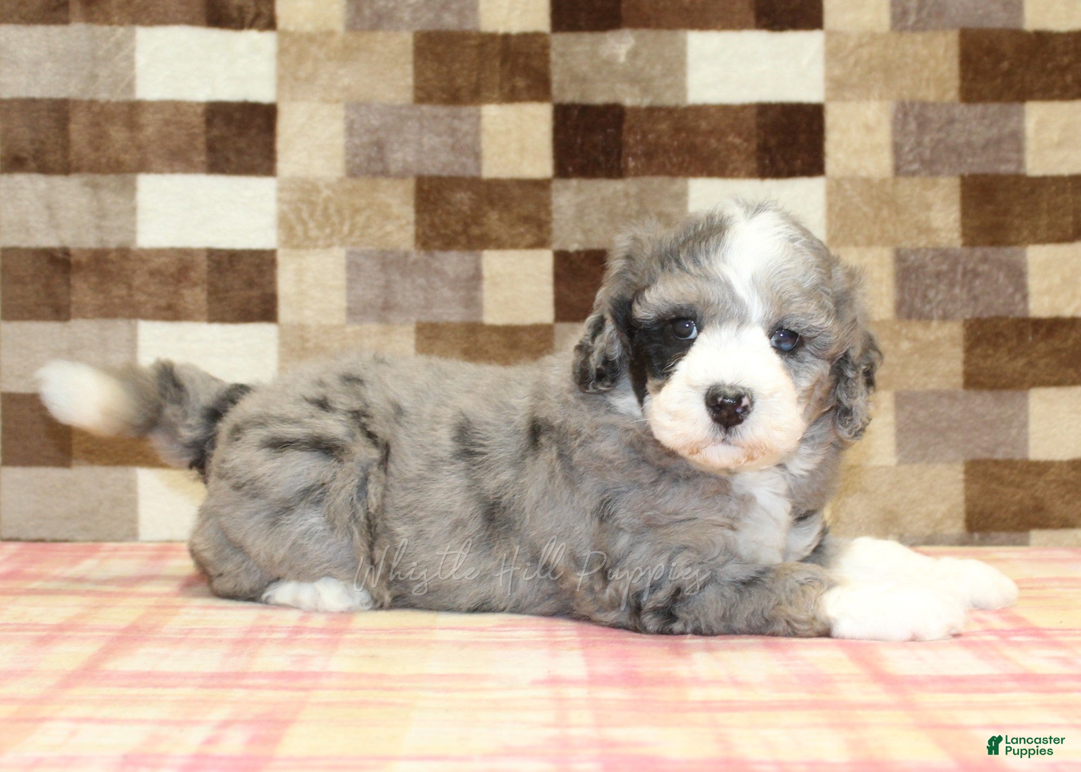 Mini Bernedoodle dogs Cassie - Ad 2