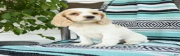 Cocker Spaniel dogs for sale: Dwayne - Ad 2