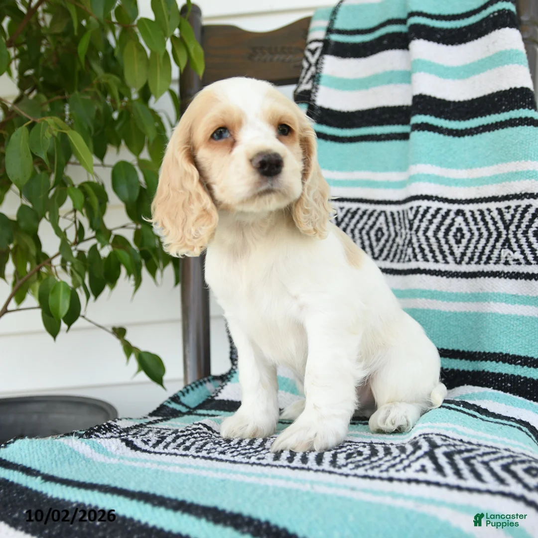 Cocker Spaniel dogs for sale: Dwayne - Ad 2