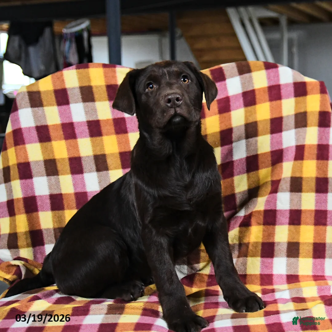 Labrador Retriever dogs for sale: Colondike - Ad 1