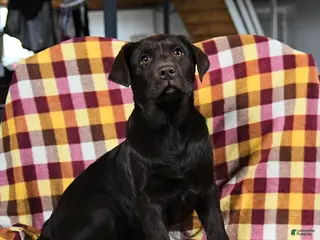 Labrador Retriever dogs for sale: Colondike - Ad 3