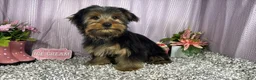 Yorkshire Terrier dogs for sale: Yorkshire Terrier 1 - Ad 3