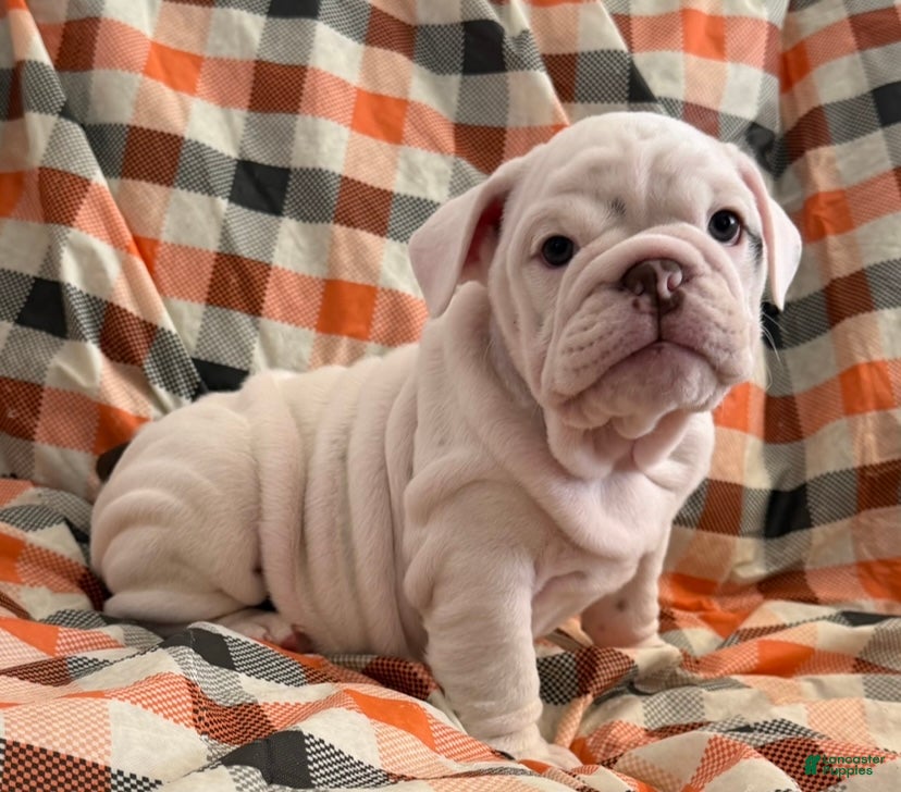 English Bulldog dogs for sale: Pillsbury girl  - Ad 15